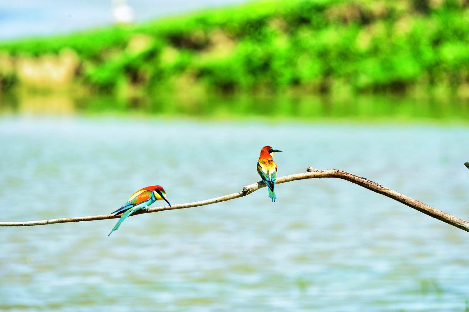 Oasi di vergogna Oasi di vergogna