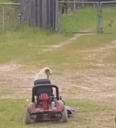 Cane smart guida un tosaerba con nonchalance, incredibile | video