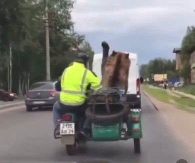 Grosso orso bruno fa un giro a bordo di una sidecar in strada | video