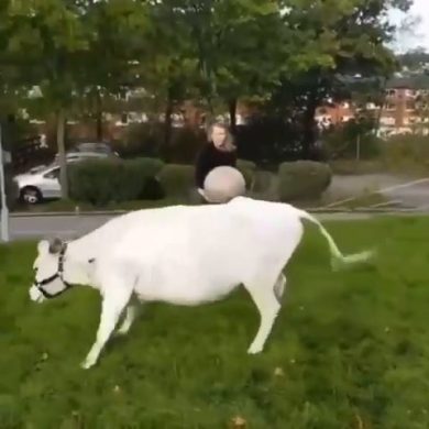 Mucca felice gioca instancabilmente a palla all’aria aperta | video