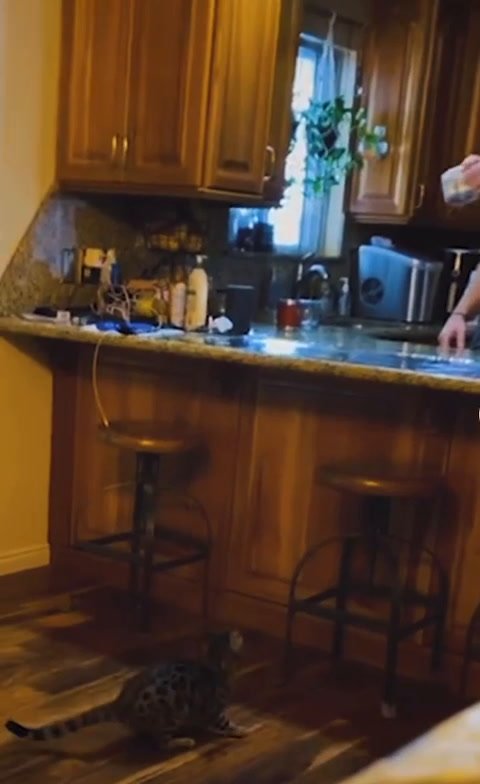 Gatti, acerrimi nemici della carta stagnola | video - Panorama