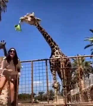 Giraffa solleva di 2 mt da terra un bambino allo zoo | video
