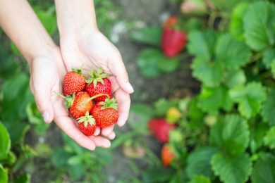 Strawberry girl: cinque fragranze ispirate al trend dell’estate