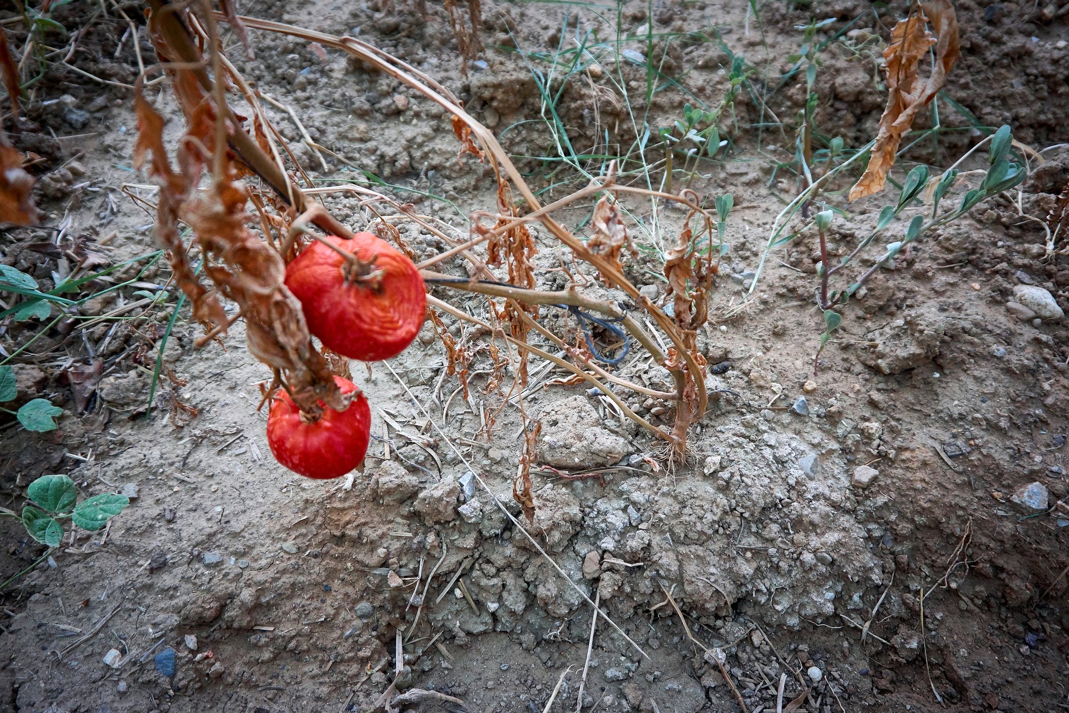 L’Europa senza terra coltivabile