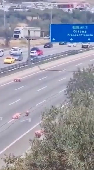 Camion con maiali si ribalta. Gli animali invadono l’autostrada | video