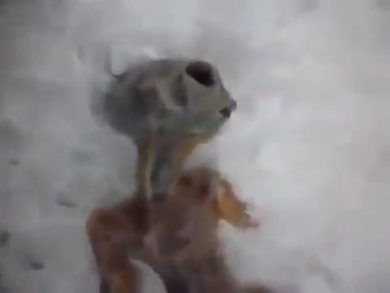 Video virale di un “alieno” trovato morto in Siberia