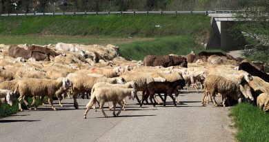 La mafia dei pascoli esiste