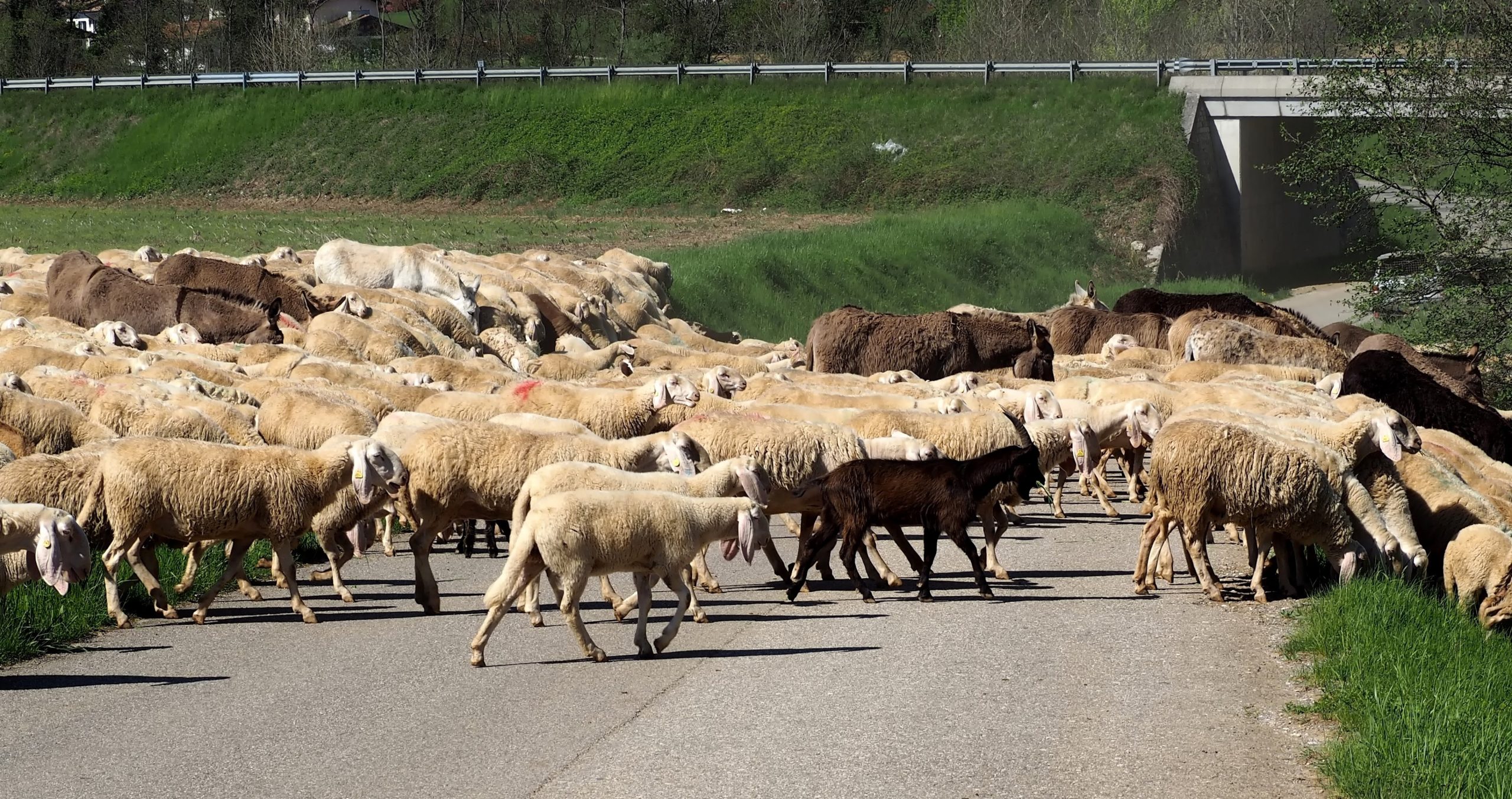 La mafia dei pascoli esiste