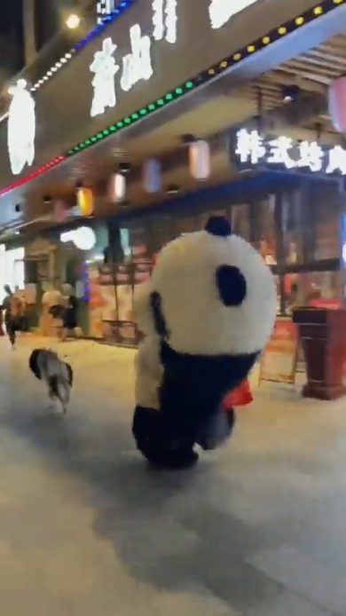 Il cane che trascina un panda | video