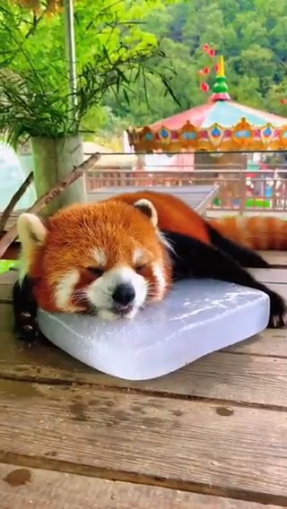 Panda rosso si sdraia sul blocco di ghiaccio per sfuggire al caldo torrido | video