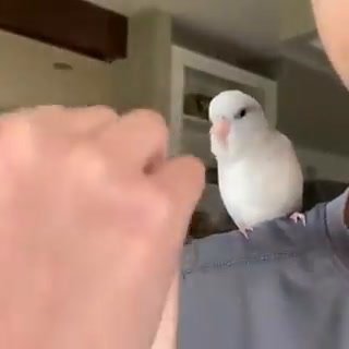 Uccellino si scatena a ritmo di musica | video