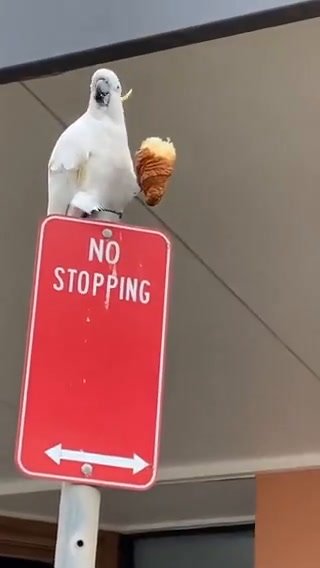 Pappagallo trasgressivo si gusta la sua brioche in un posto “proibito” | video