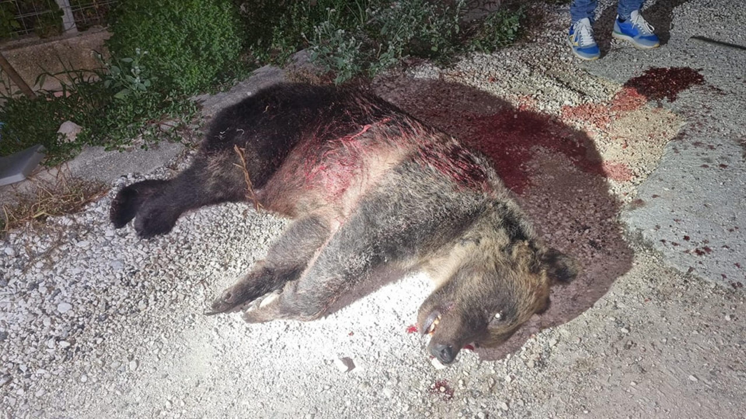 L’orsa Amarena uccisa a fucilate in Abruzzo. Gli ambientalisti: “Arrestare il responsabile”