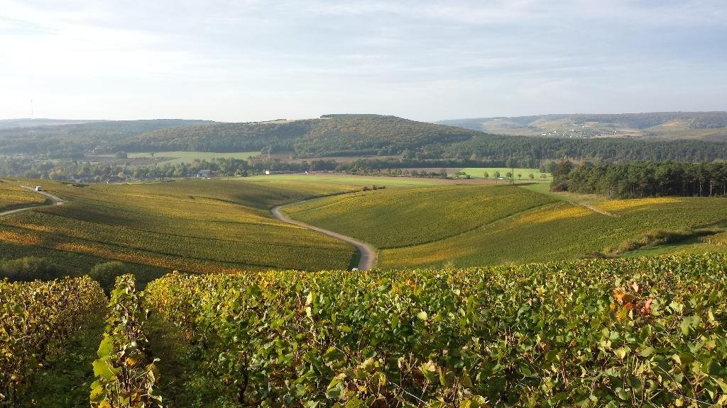 27 ottobre, Champagne day. Le migliori cantine per celebrarlo