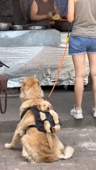 Cane porta il suo cucciolo in spalla, al sicuro nella sua imbracatura smart | video
