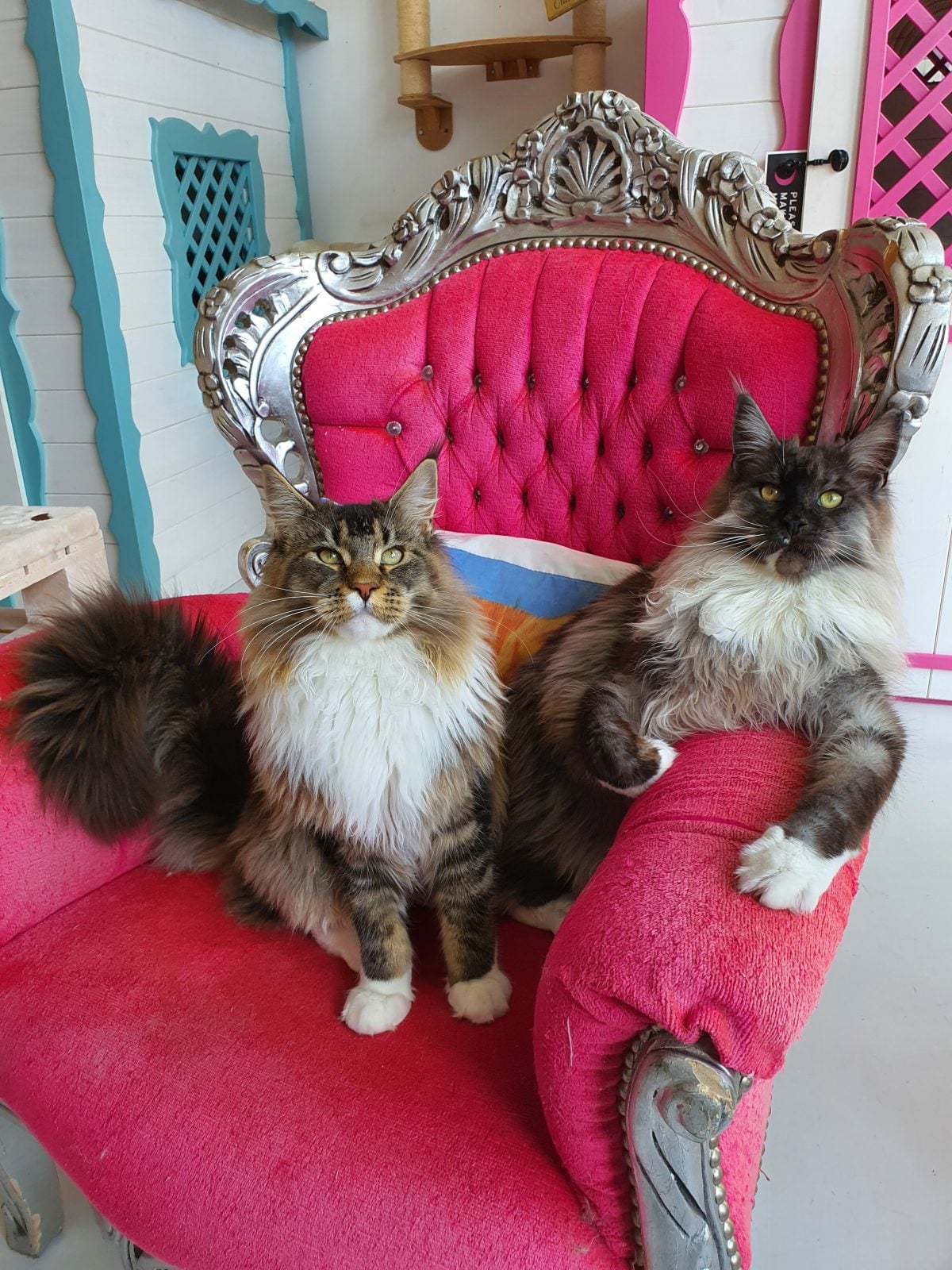 Galleria foto 'Cani e gatti a 5 stelle' - foto 3