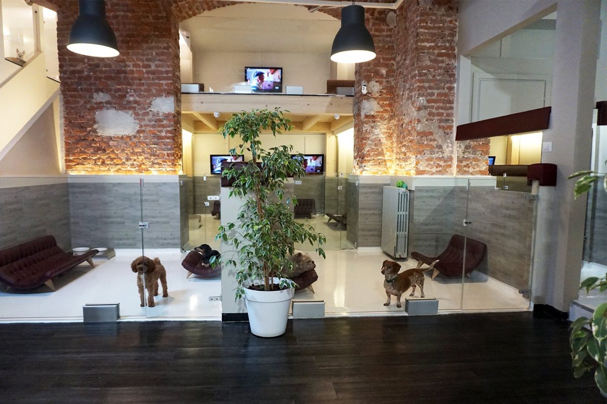 Galleria foto 'Cani e gatti a 5 stelle' - foto 2