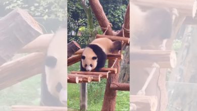 Un panda… decisamente poco atletico