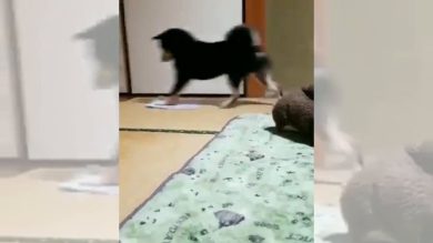 Pulizie d’autunno, il cane si impegna