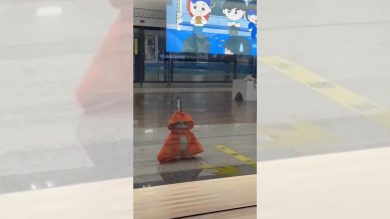 Il gatto in incognito aspetta la metropolitana