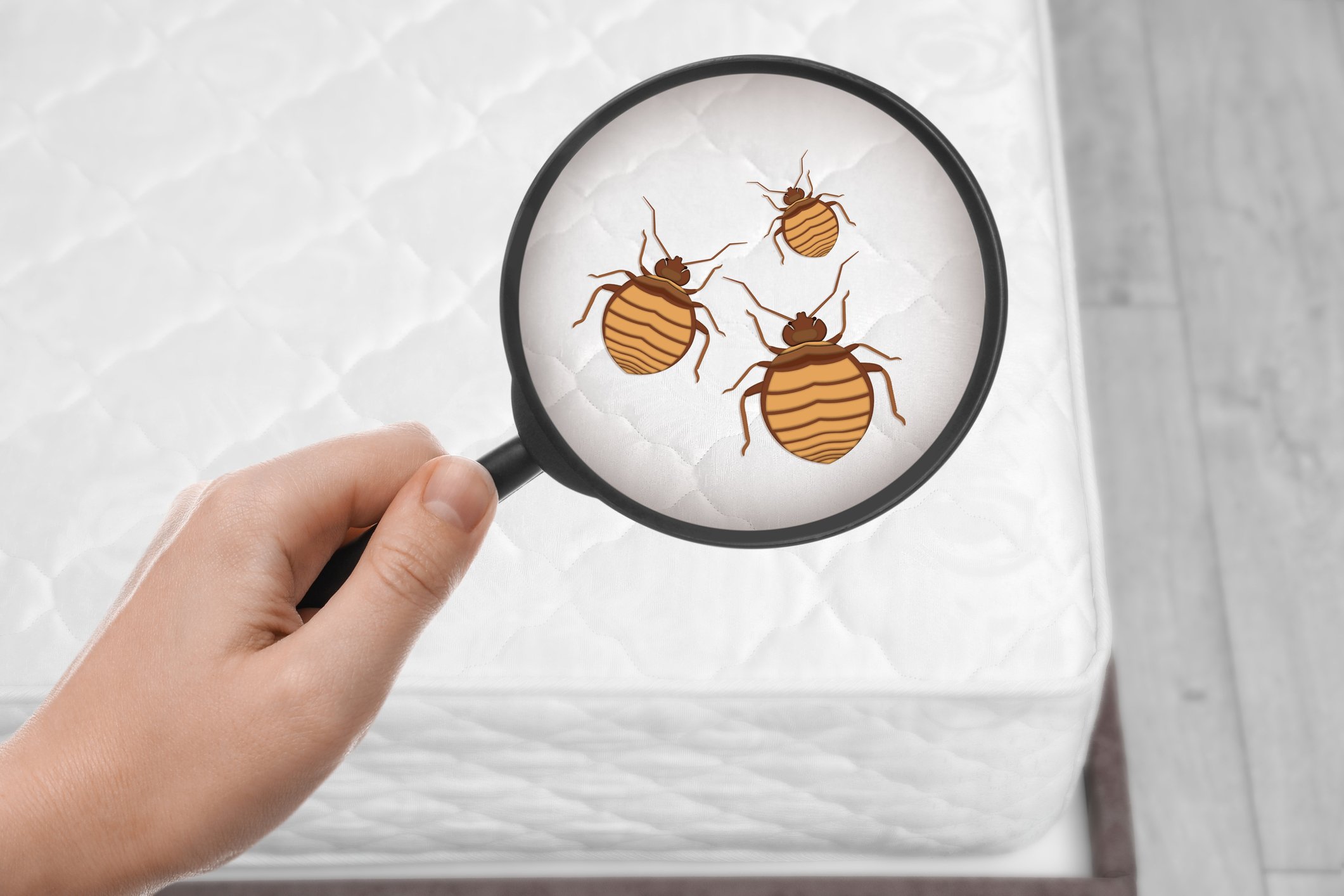 Cimici da letto: il boom in Francia che spaventa l’Europa