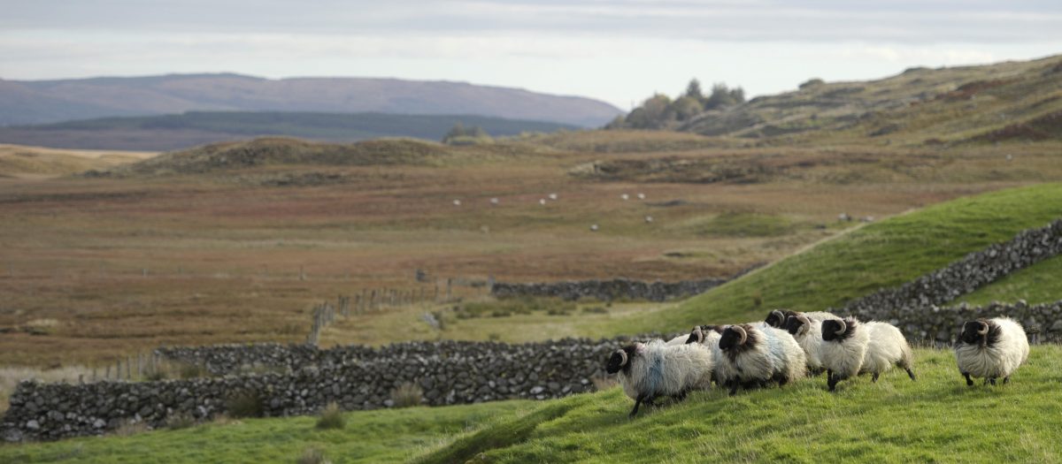 Galleria foto 'Metodo di lavoro e filosofia green dietro il successo dell’agroalimentare d’Irlanda' - foto 2