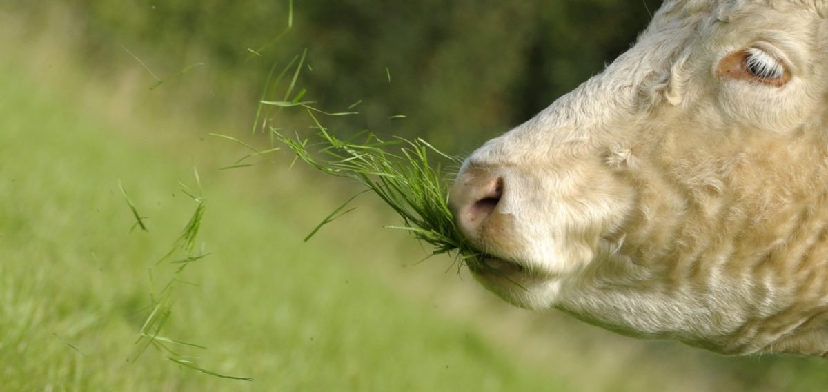 Metodo di lavoro e filosofia green dietro il successo dell’agroalimentare d’Irlanda