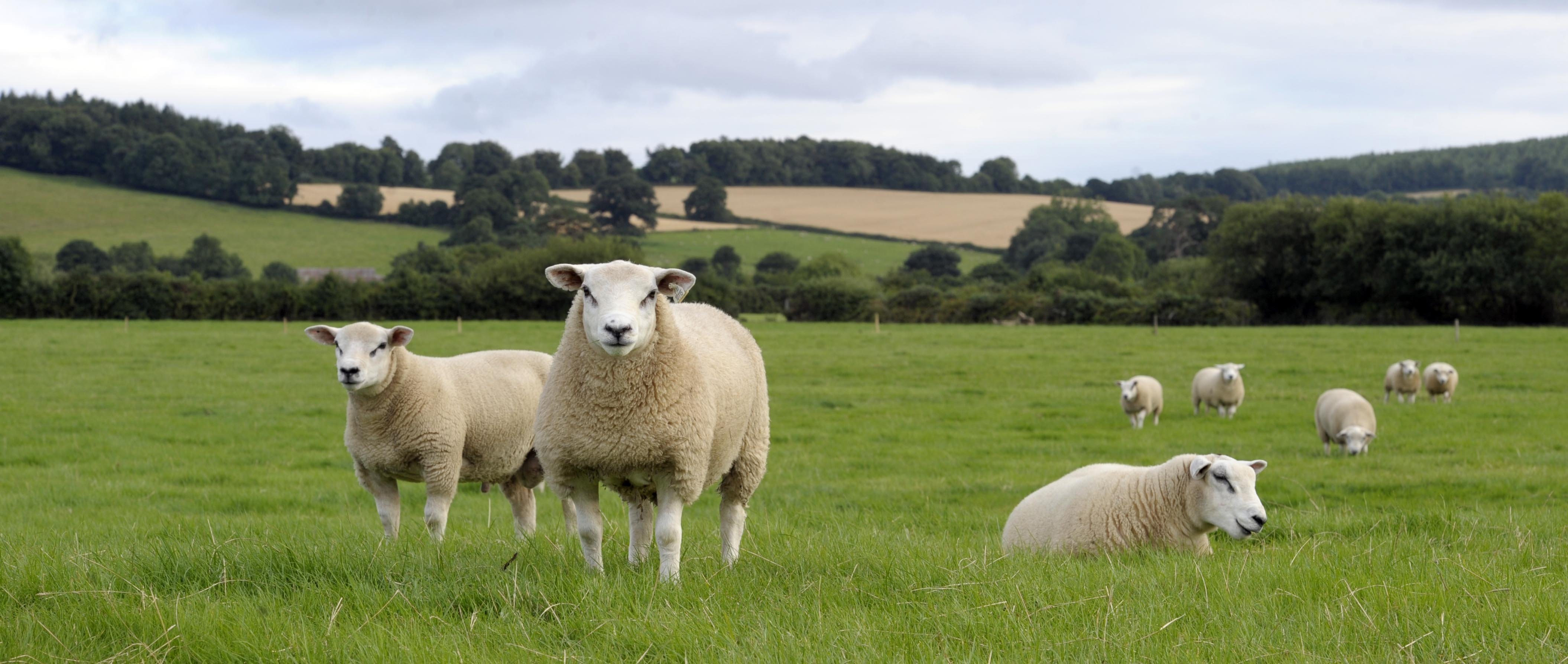 Metodo di lavoro e filosofia green dietro il successo dell’agroalimentare d’Irlanda