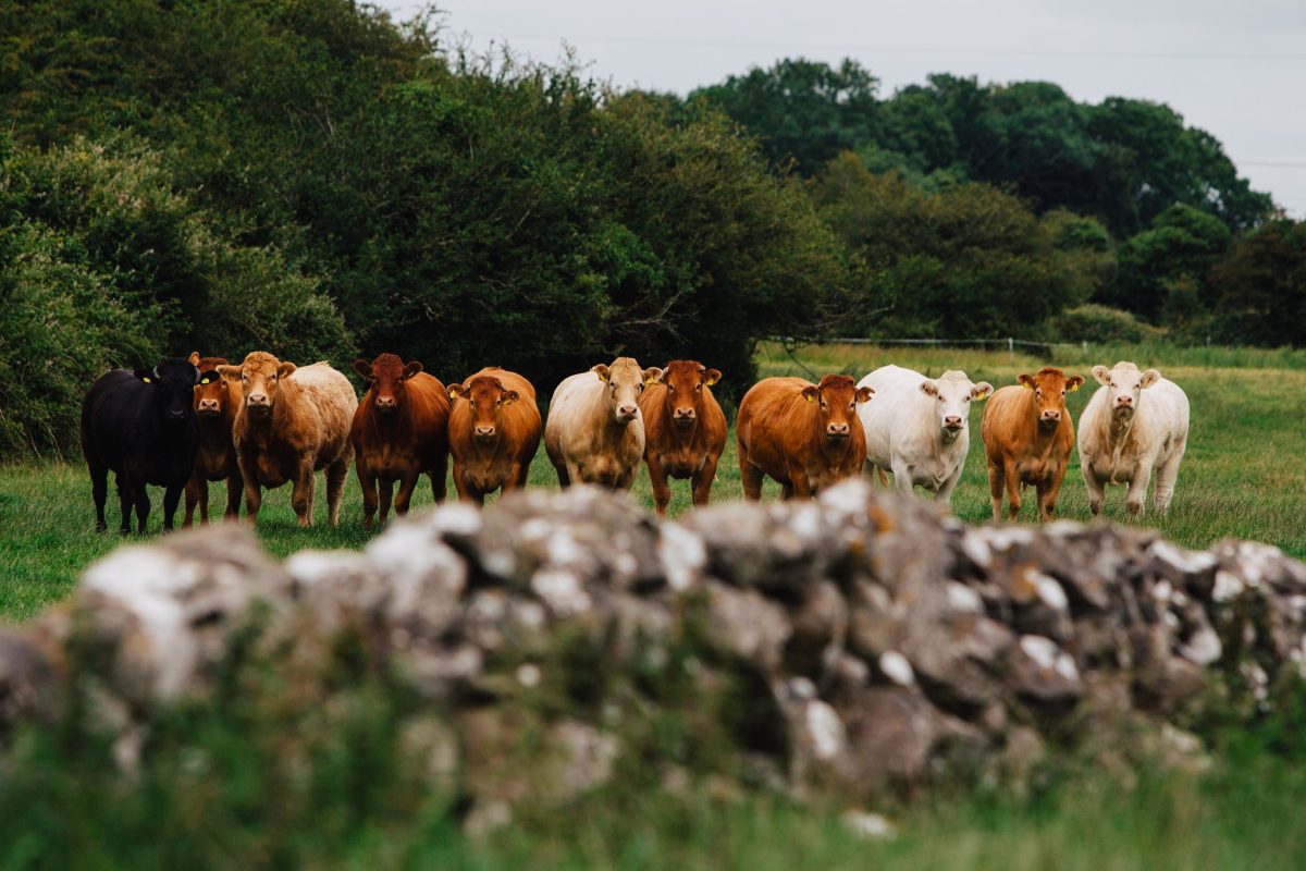 Galleria foto 'Metodo di lavoro e filosofia green dietro il successo dell’agroalimentare d’Irlanda' - foto 5