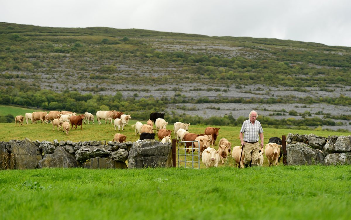 Galleria foto 'Metodo di lavoro e filosofia green dietro il successo dell’agroalimentare d’Irlanda' - foto 7