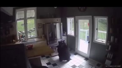 Un orso entra in casa e ruba le lasagne dal frigorifero | video