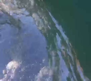 Squalo attacca un giovane italiano in Australia | video