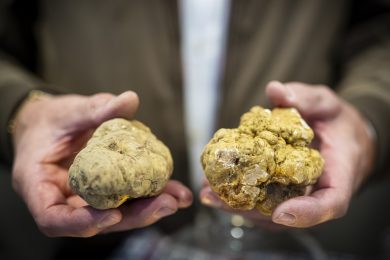 Il Tartufo Bianco d’Alba: la forza  ed il successo di un prodotto unico diventato brand