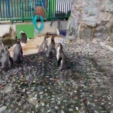 Pinguini distratti… da una farfalla | video
