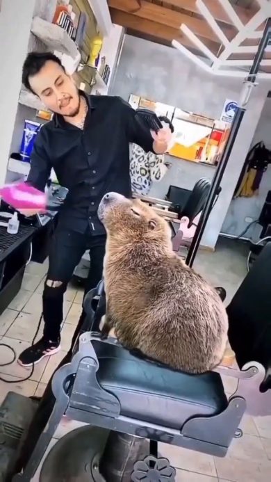 Il capibara dal parrucchiere cambia look | video