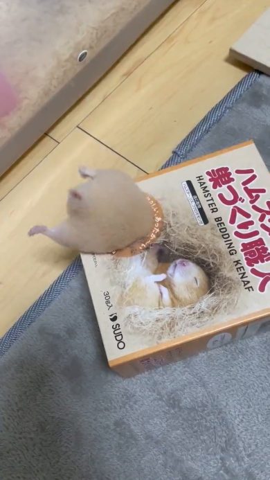 Criceto cicciotto rimane incastrato a testa in giù | video