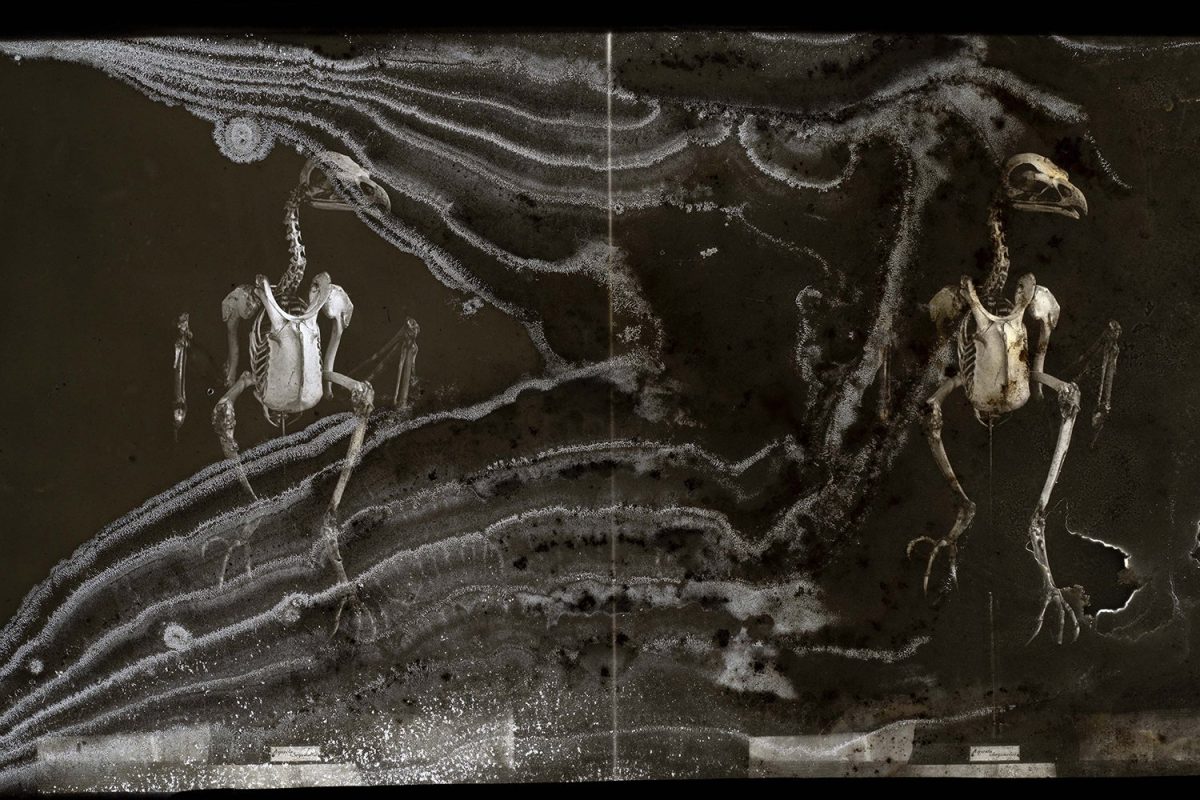 Galleria foto 'Le migliori mostre fotografiche da non perdere' - foto 2