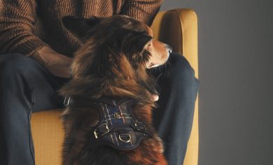 Il lato fashion del mondo animale va in scena a PittiPets