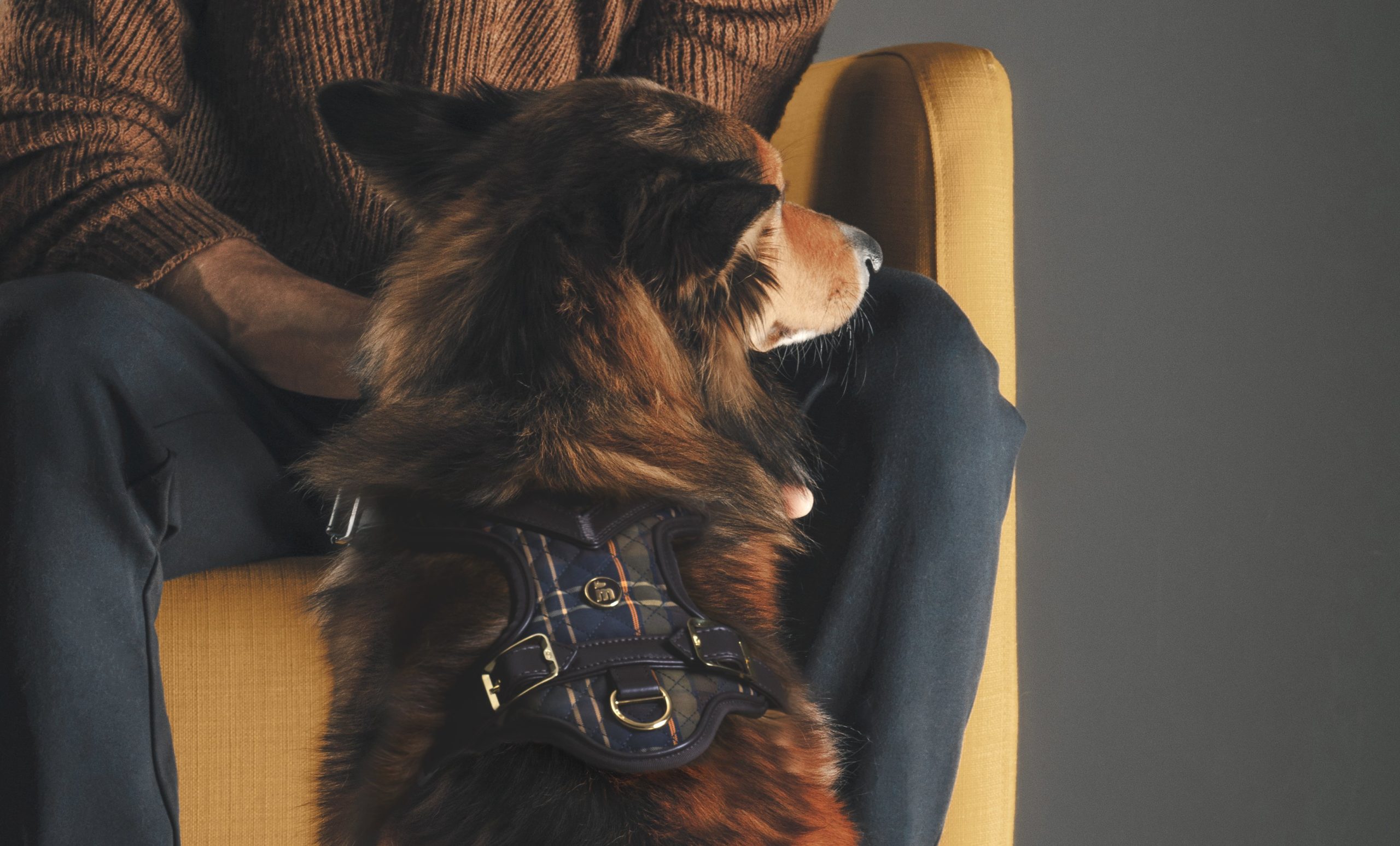 Il lato fashion del mondo animale va in scena a PittiPets
