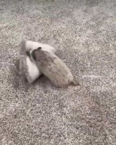 Un riccio iperattivo