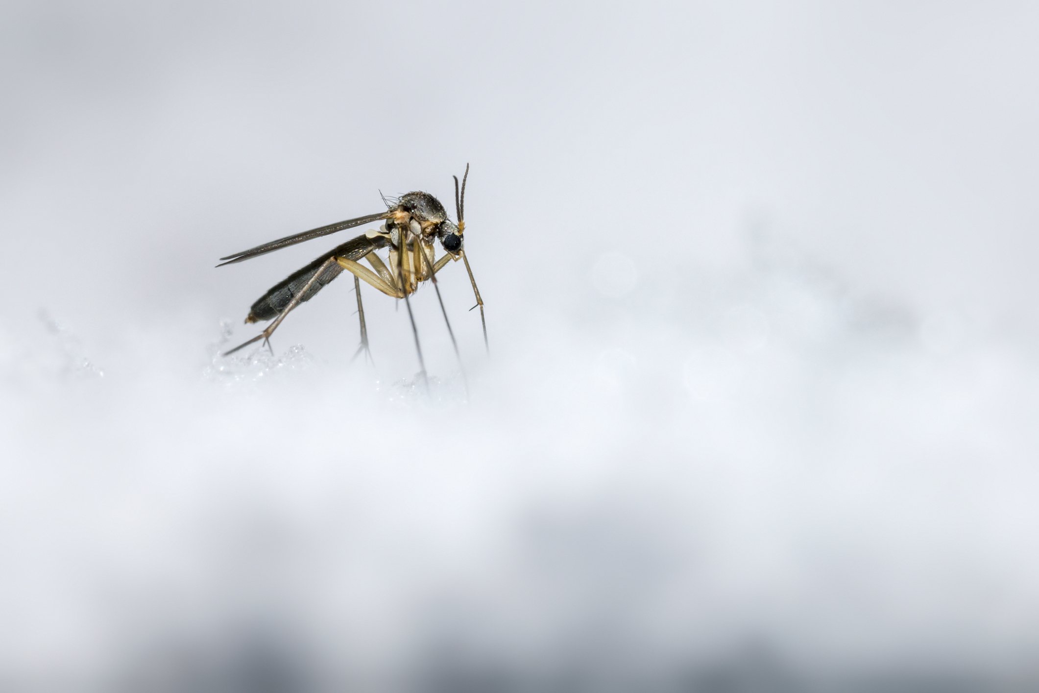 Zanzare d’inverno in Italia: il fenomeno inatteso. Ma come controllarle?