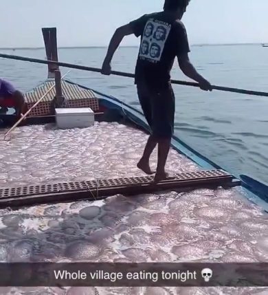 Pescatore raccoglie meduse giganti in mare | video