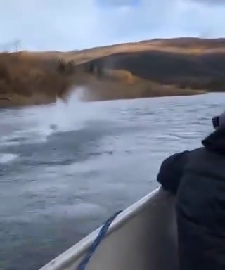 Alce sfreccia nel fiume | video