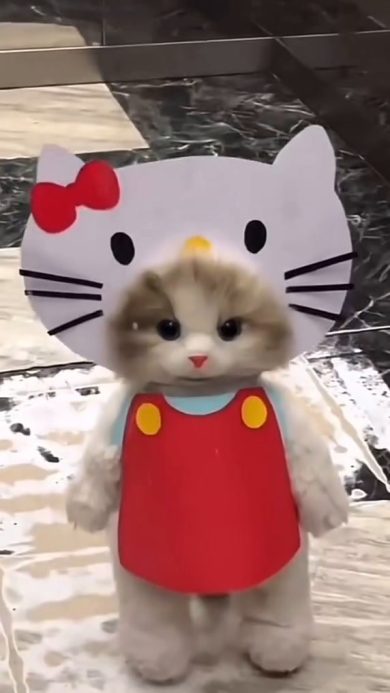 Gatto si prepara al Carnevale