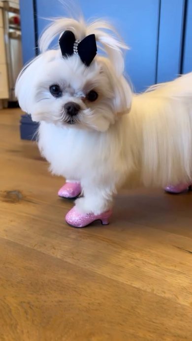 “Mi sembravano così eleganti…”