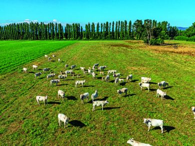 La mucca Chianina? È in via d’estinzione