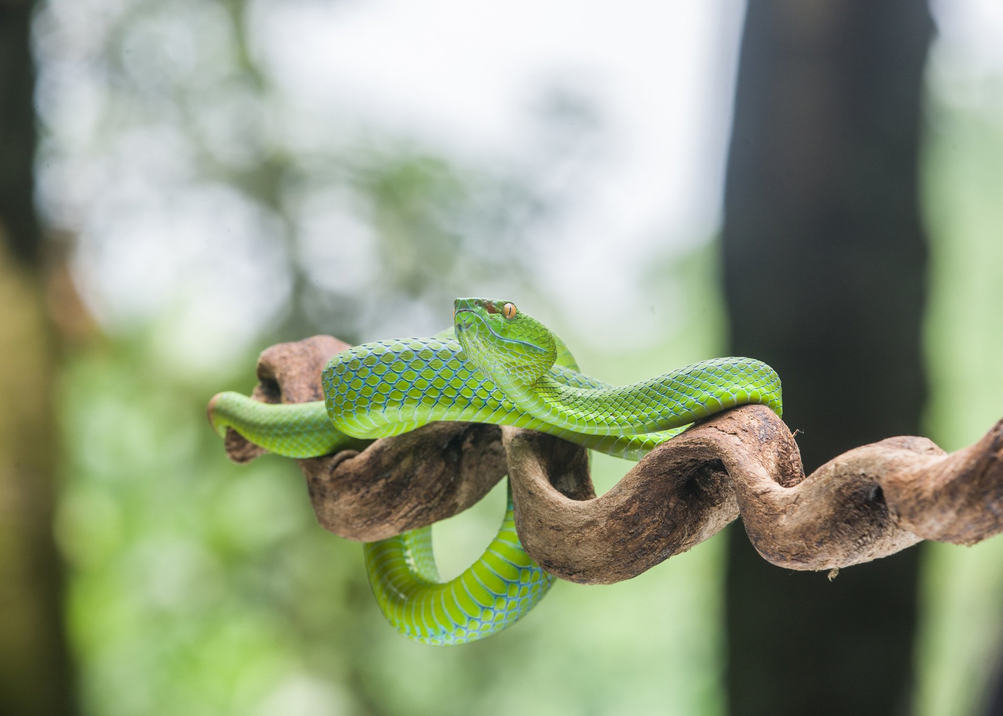 C’è un antidoto universale a prova di serpente