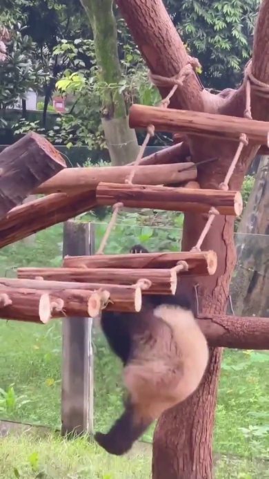 Panda pasticcione inciampa e cade | video