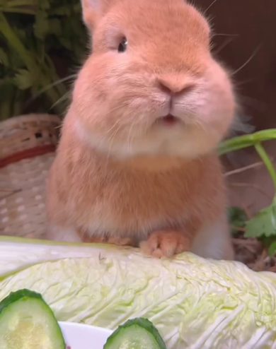 Un coniglietto goloso | video