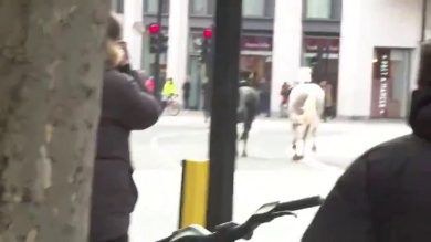 Londra, cavalli fuggono durante un’esercitazione. Cinque feriti | video